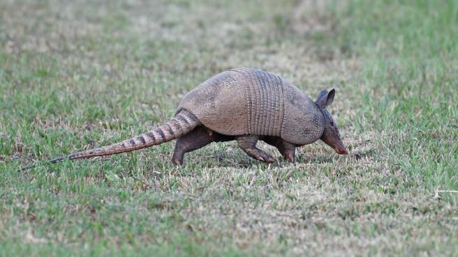 The Armadillo From Texarkana That Led Me To La&nbsp;Grange